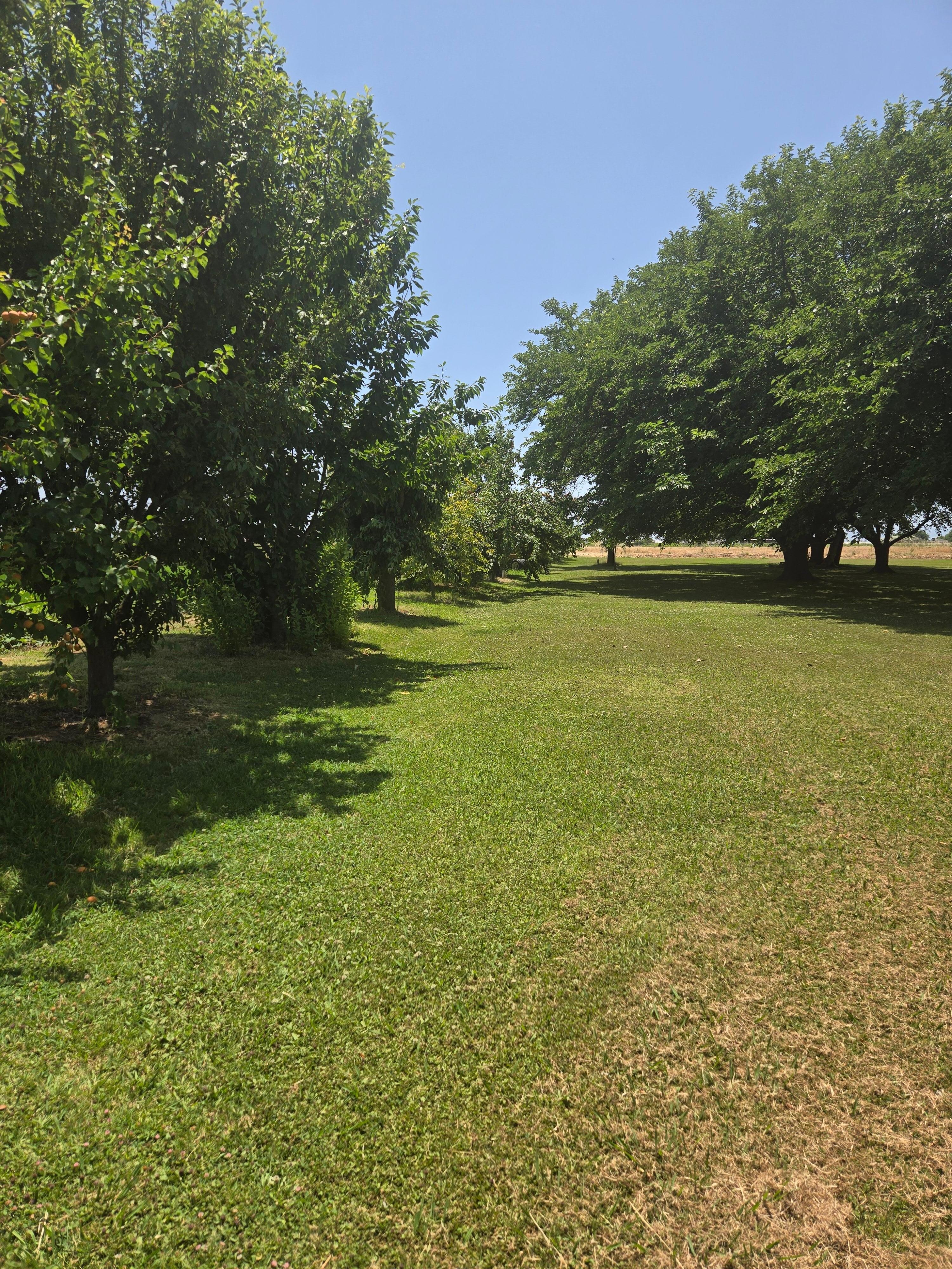 Fruit trees along the side yard