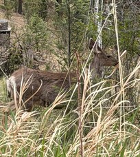 Wildlife right outside the front door