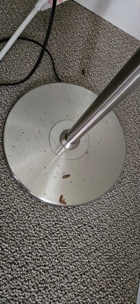 MOTHS on the lampshade