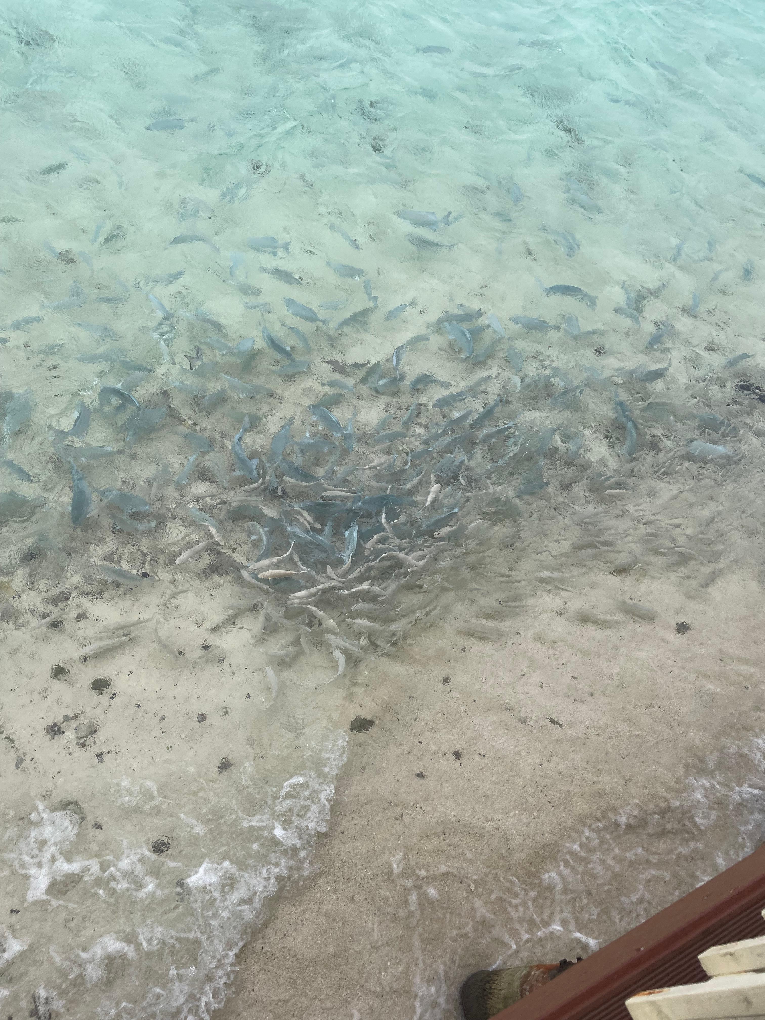 Lots of fish by the restaurant area- lots of kids feeding them (allowed) 
