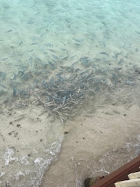 Lots of fish by the restaurant area- lots of kids feeding them (allowed)