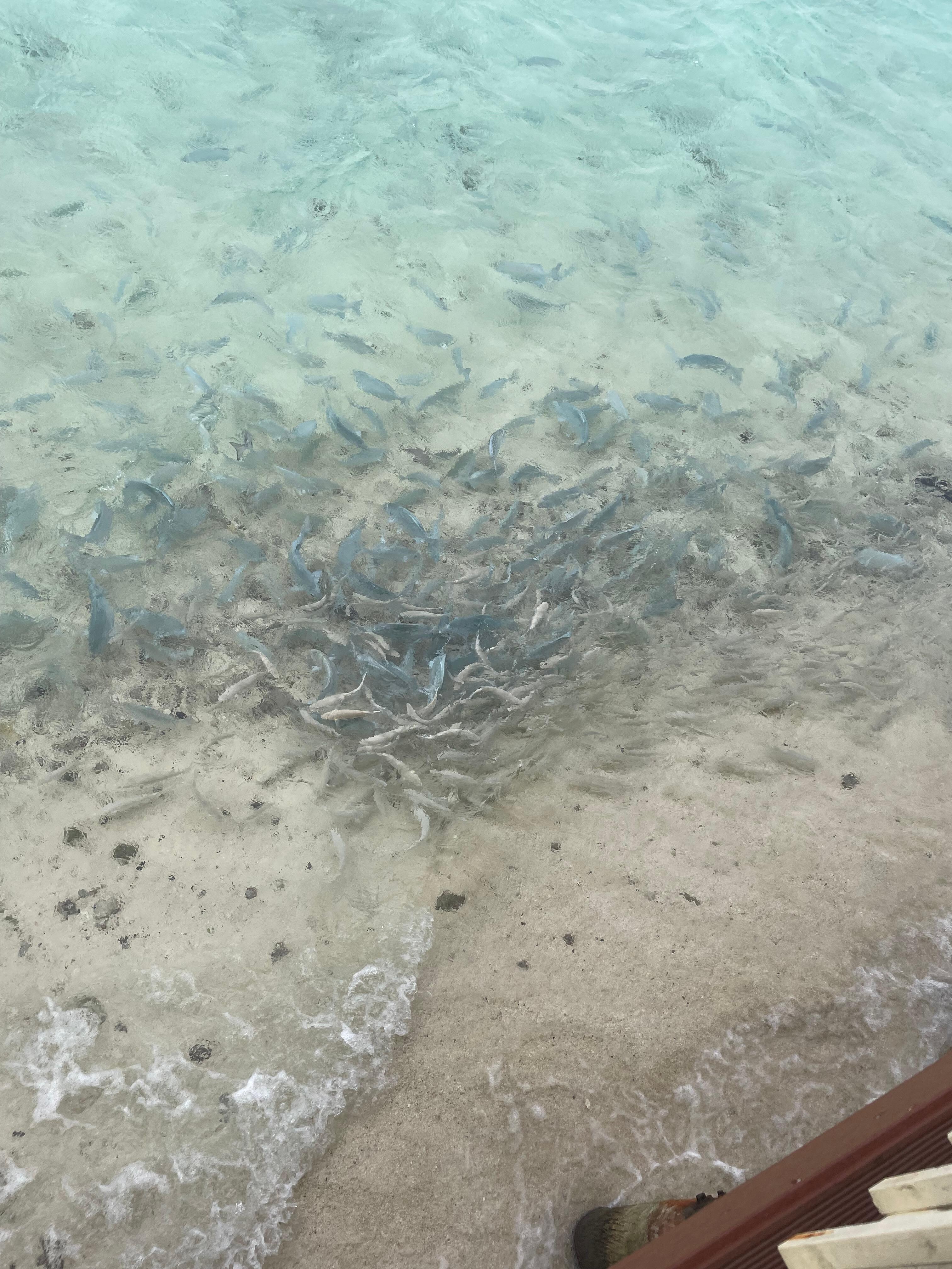 Lots of fish by the restaurant area- lots of kids feeding them (allowed) 