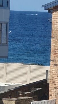 I thought it was a small boat in trouble, but it was a whale frolicking- far left in ocean. Taken hastily from lounge room.