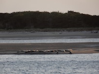 Seals on the sandbar