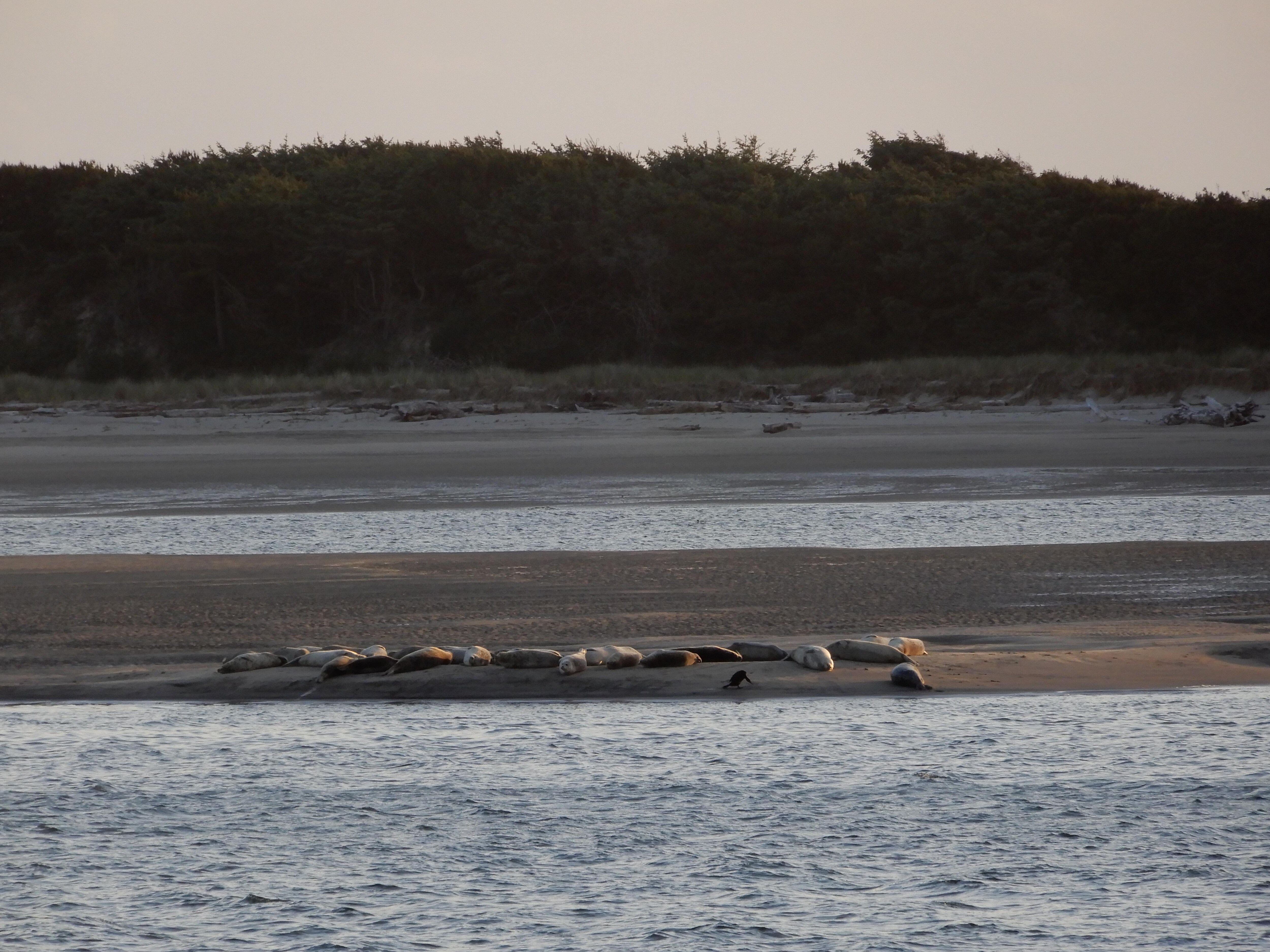 Seals on the sandbar