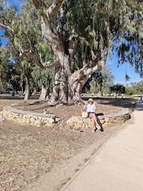 Eucalyptus park