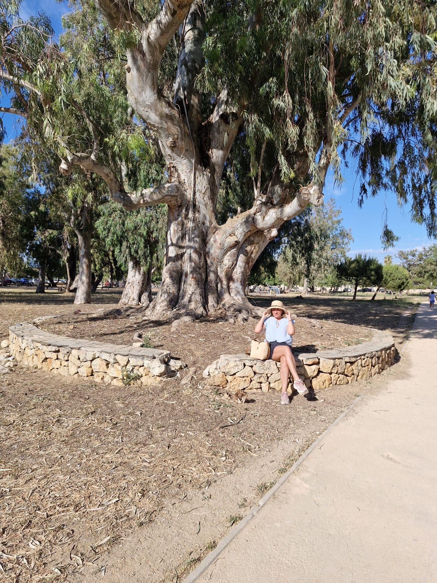 Eucalyptus park