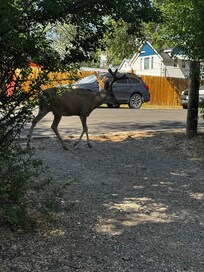 Friendly deer
