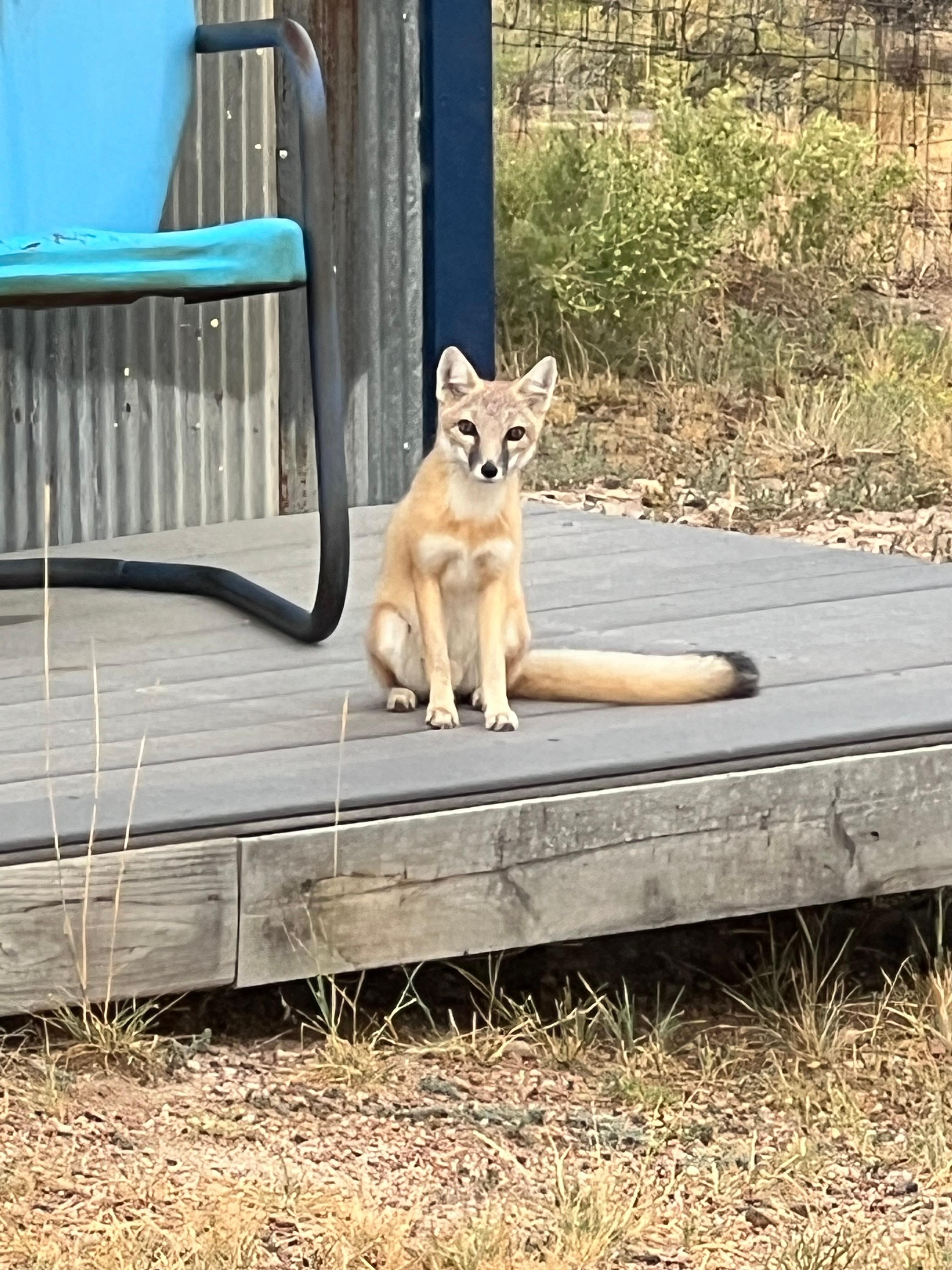 1 of 2 young foxes playing on next door porch