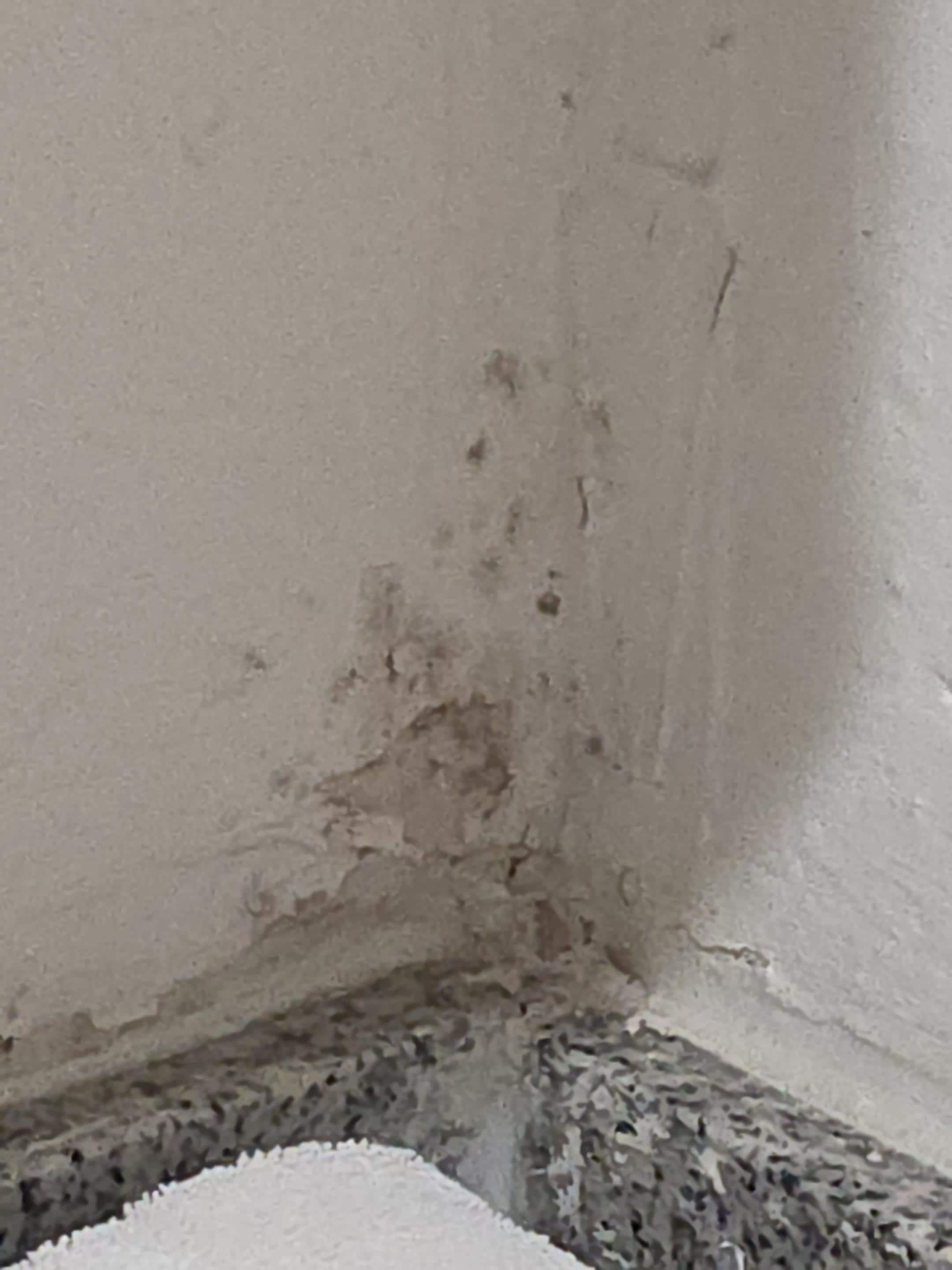 Black mold