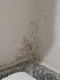 Black mold