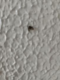 Later bug
