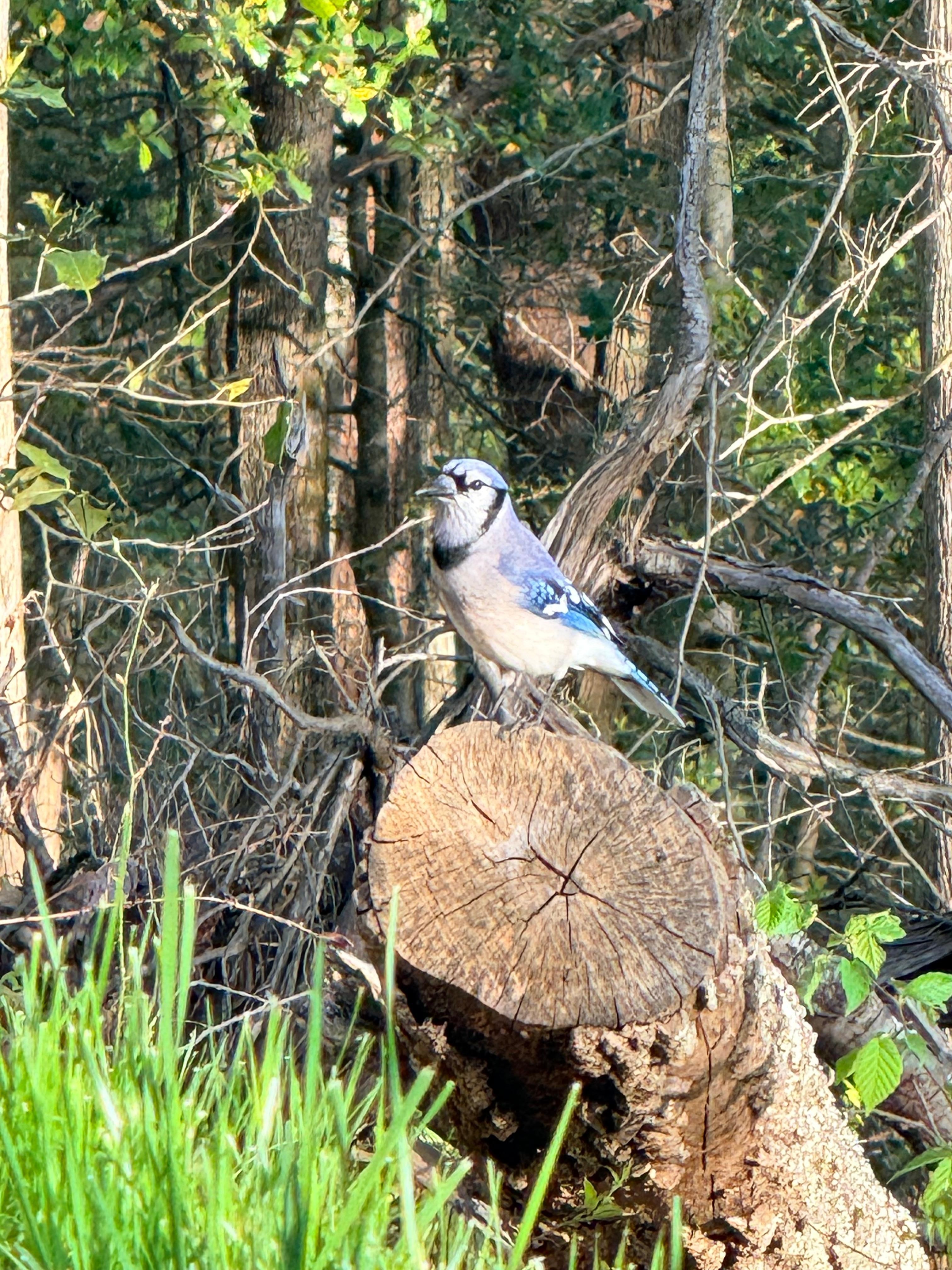 Blue jay hanging area the porch