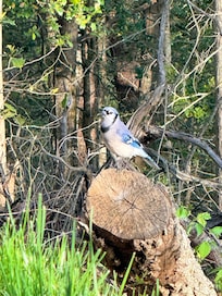 Blue jay hanging area the porch