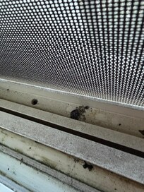 Ashes in the window seal