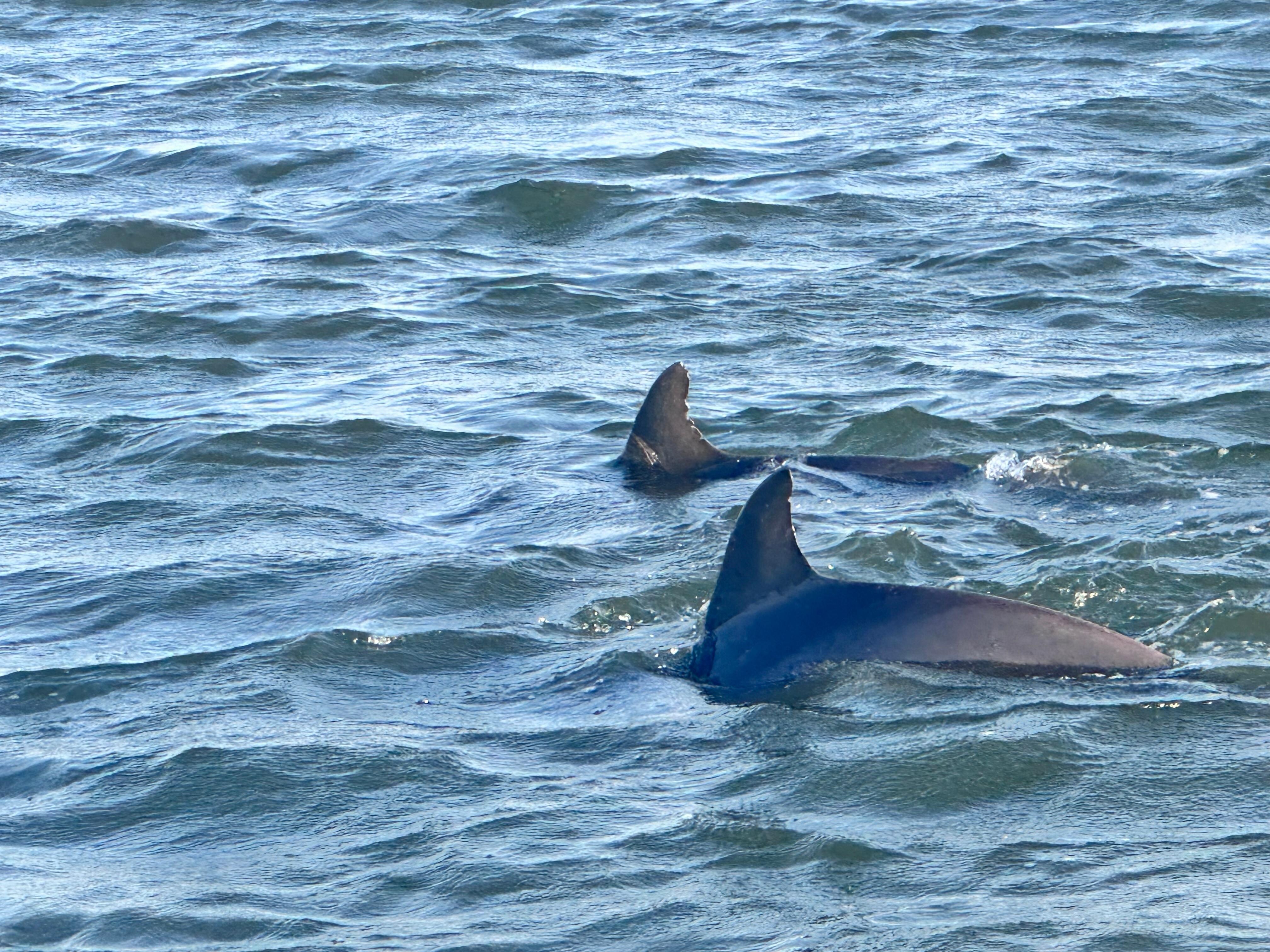 Captain Derek's Sunset Dolphin Cruise