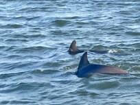 Captain Derek's Sunset Dolphin Cruise