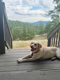 Mia on the porch with her ball.