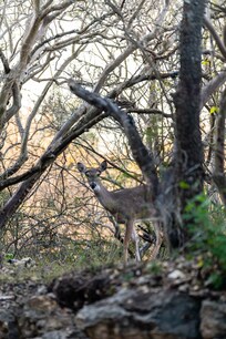 A deer right outside our patio.