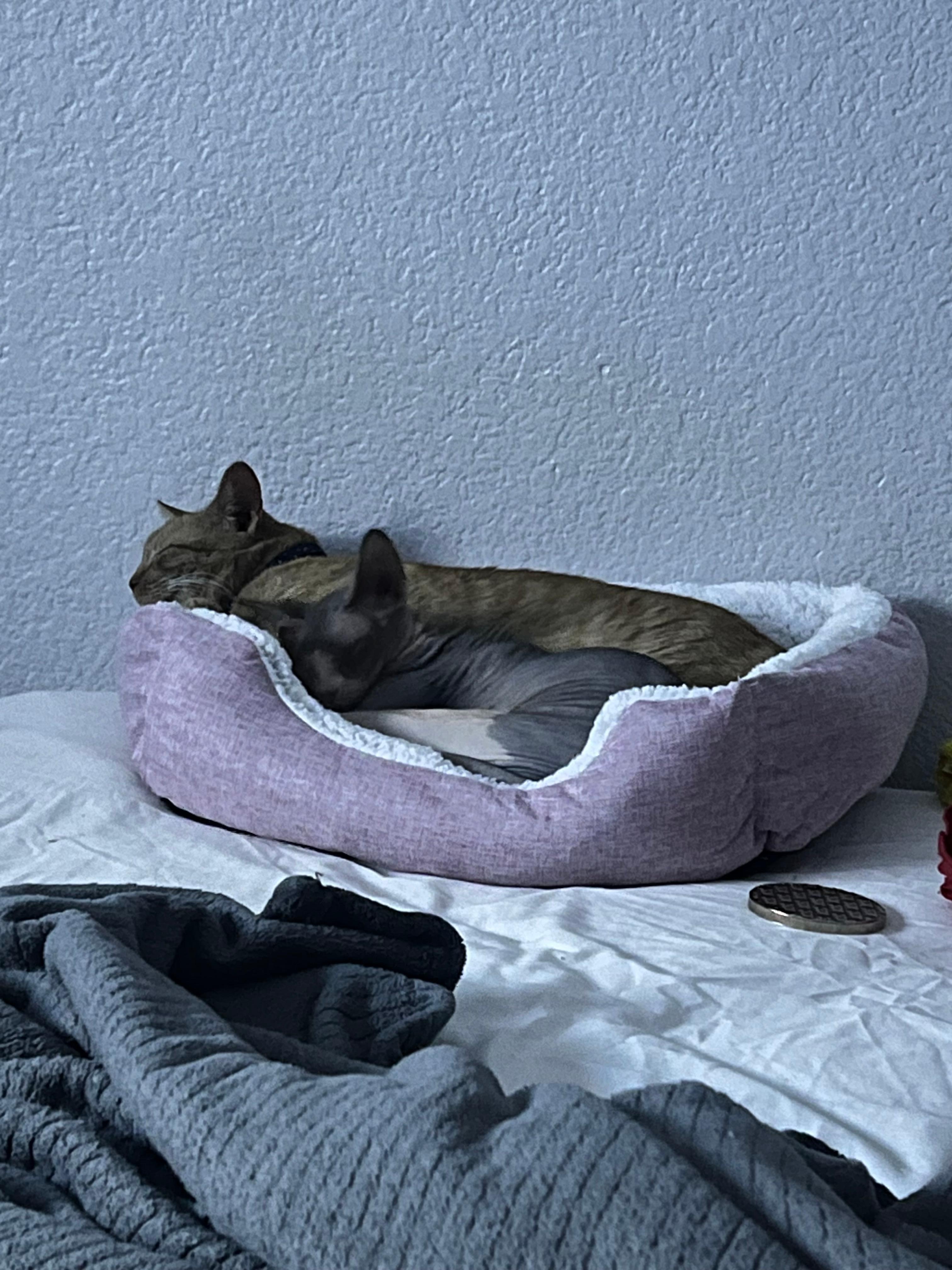 So cozy my pets enjoy it as well