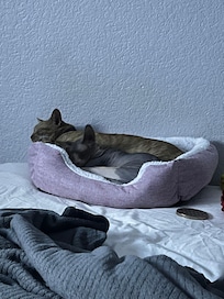 So cozy my pets enjoy it as well