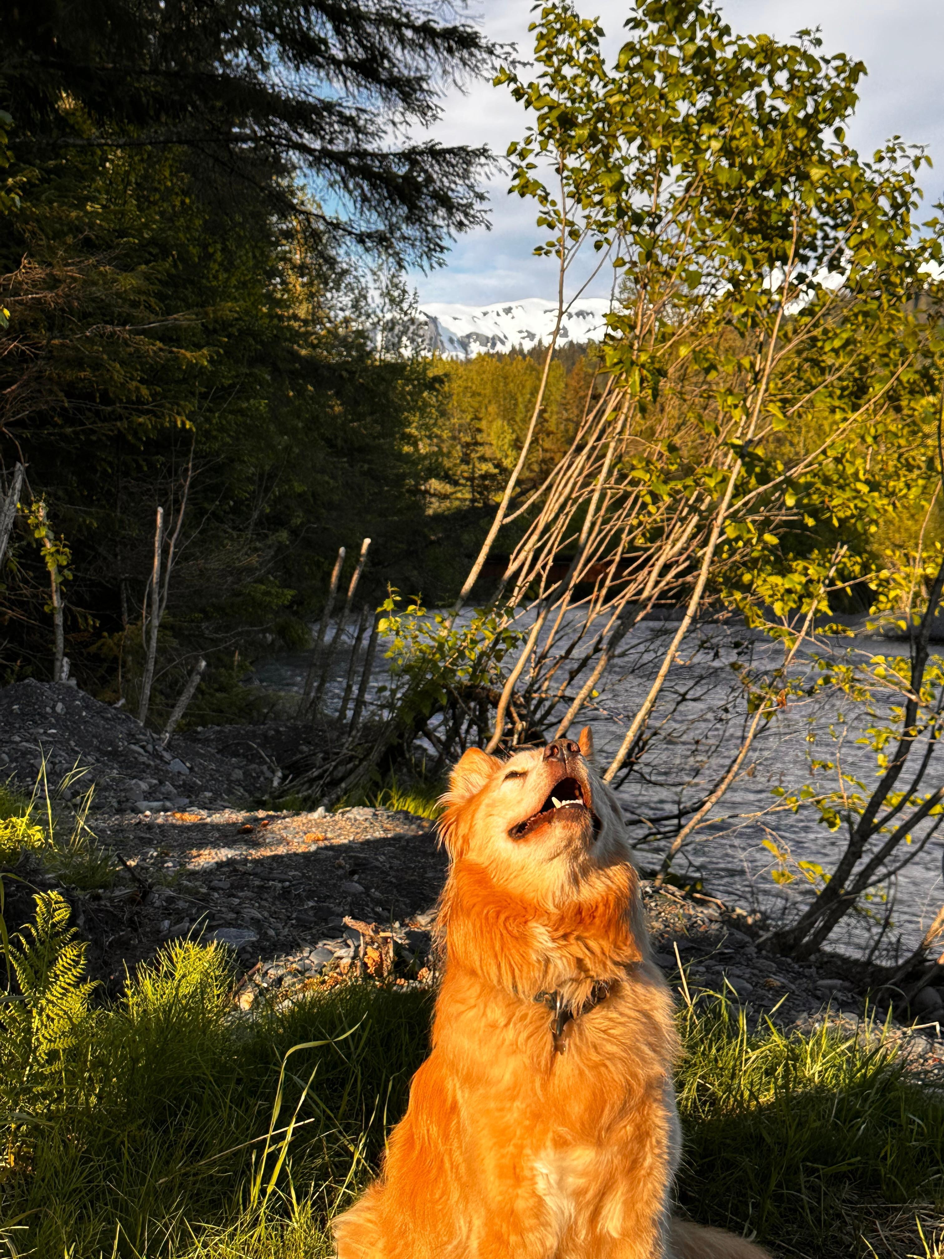 Squirrel show. 