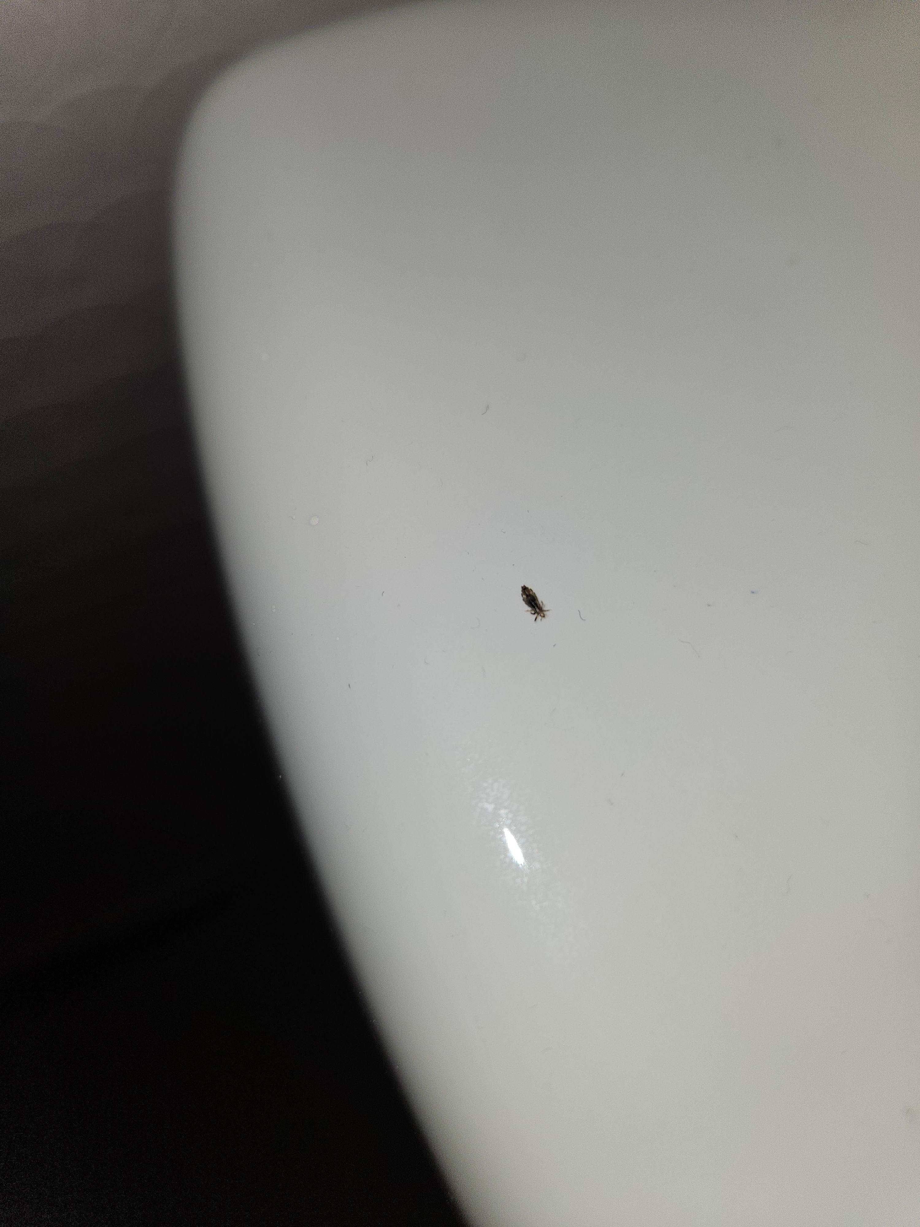 Booklice in bathroom 