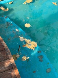 verdreckter Pool