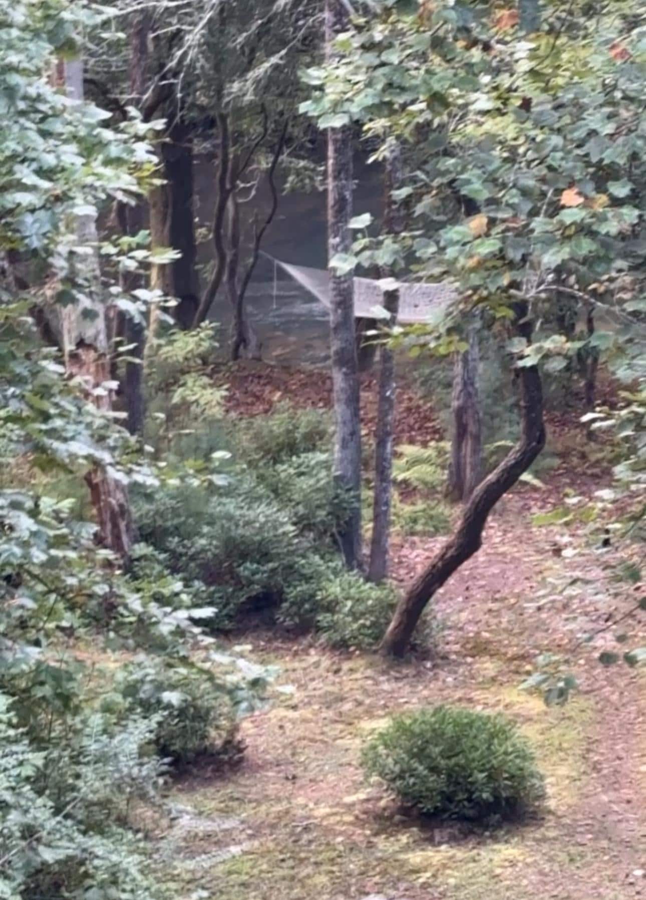 Creek and hammock in backyard 