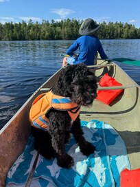 Dog in Canoe Mitchell Lake - Aug. 2025