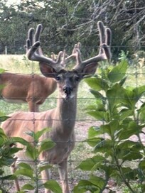 I took this photo sitting on the back porch. This curious beauty was patiently awaiting his dinner!