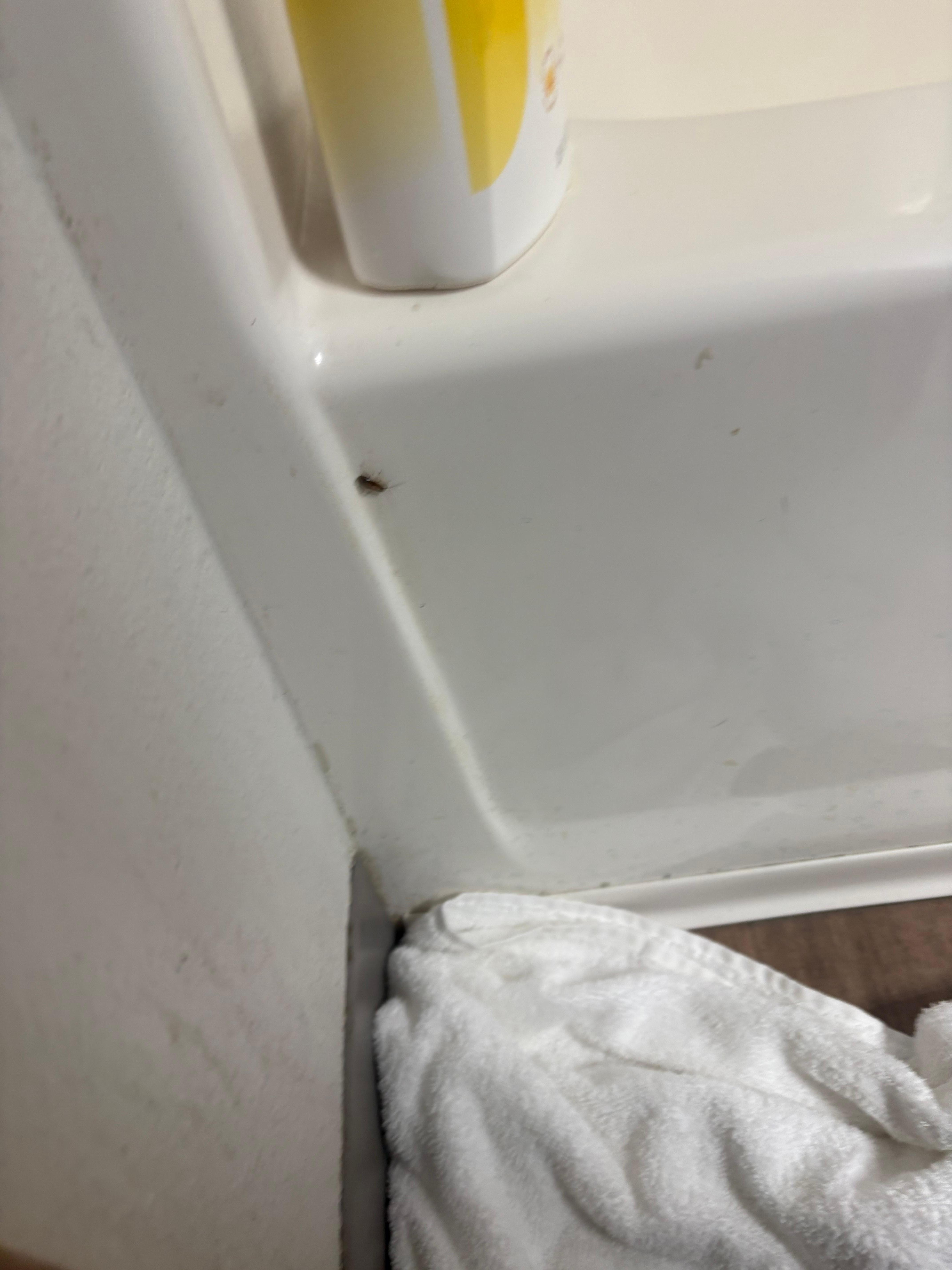The roach that was in the bathroom if you zoom in you’ll see it awful shitty ass place