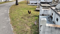 One of a million chickens - in the KW graveyard.