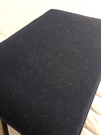 Dog hair on sofa cushion. It was also on the pull out bed.