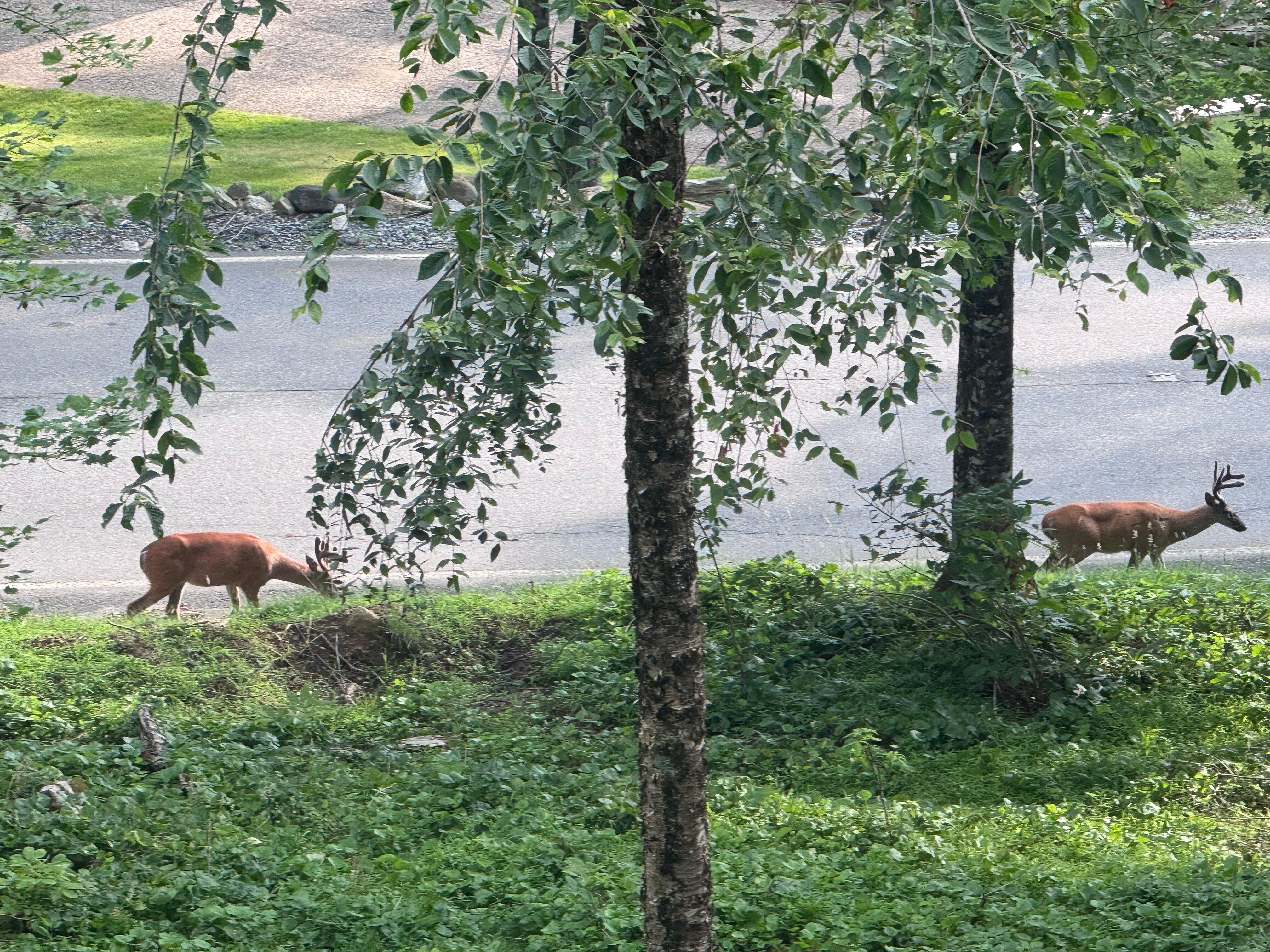 Two nice bucks swing thru to say hello!