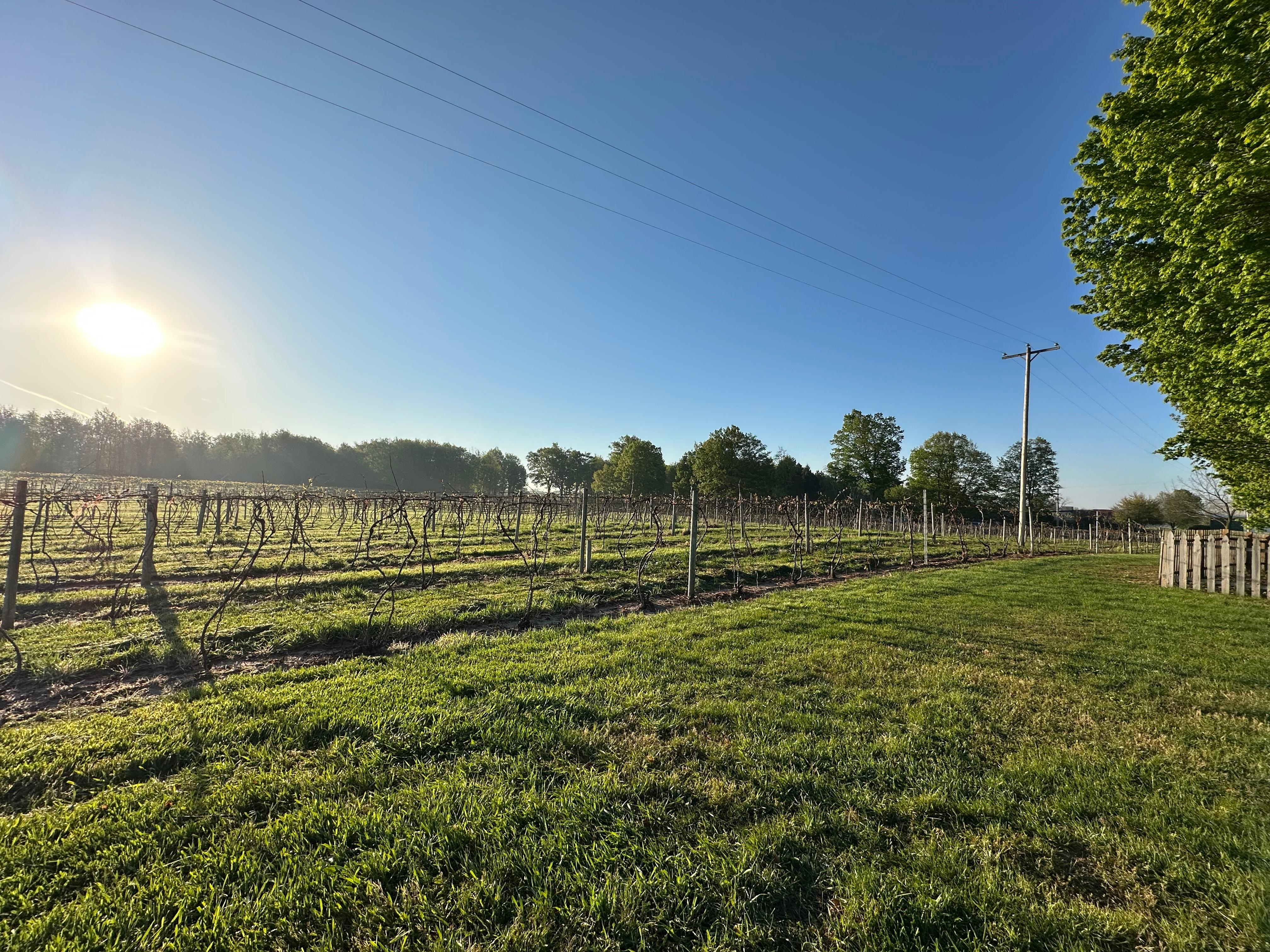 Vineyard in the backyard