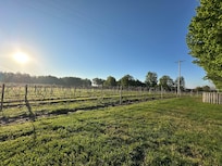 Vineyard in the backyard