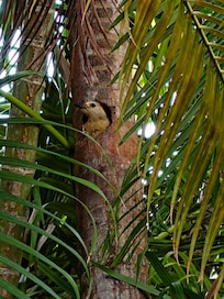 Golden-fronted woodpecker peeking out of next in hole on palm next to front patio table!