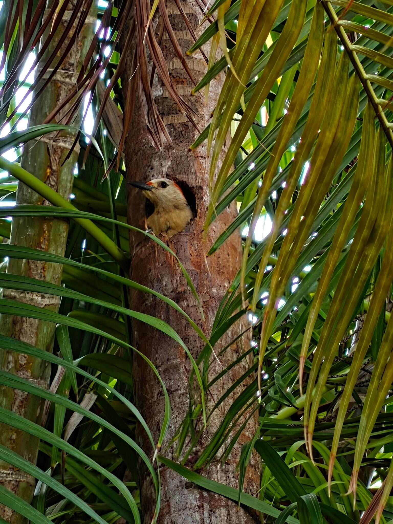 Golden-fronted woodpecker peeking out of next in hole on palm next to front patio table!