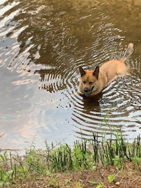 Our puppy laying in the river!!!