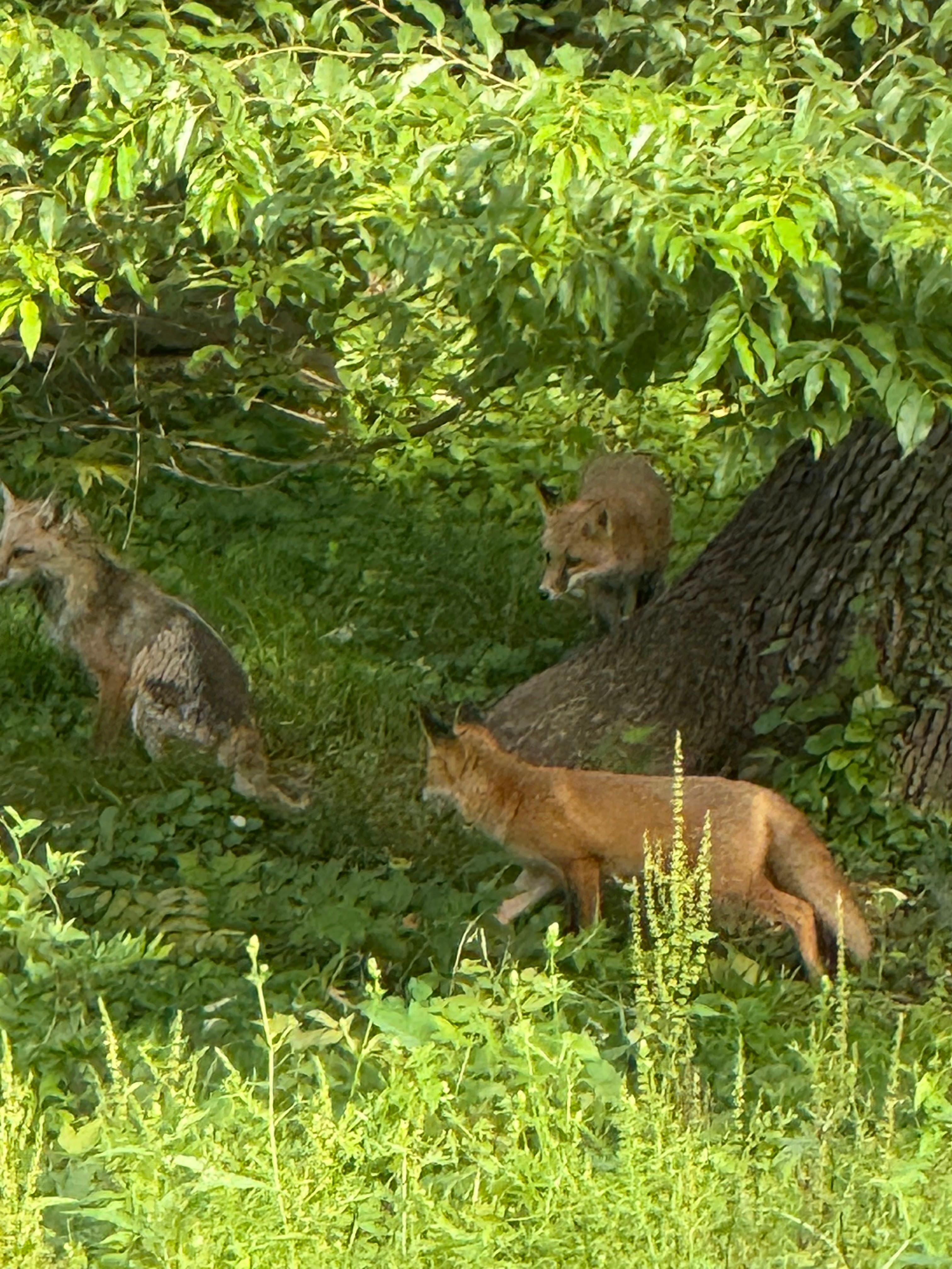 Fox in the backyard