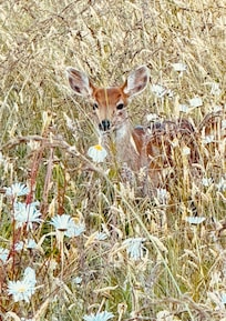 Doe in the flowers