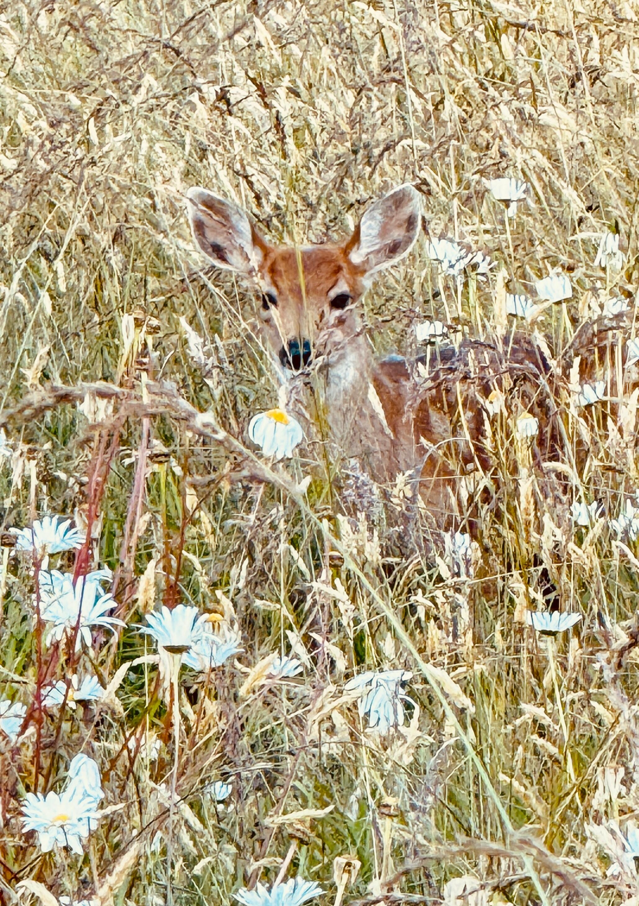 Doe in the flowers