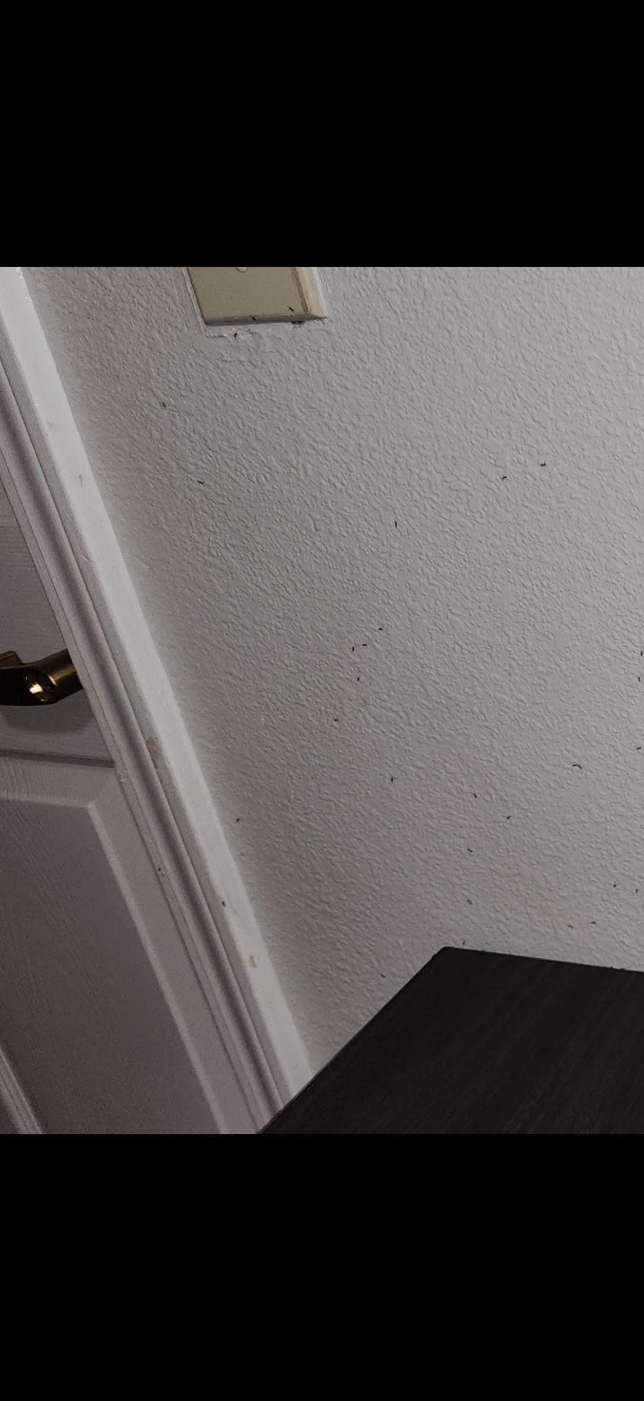 We never used the kitchen so food was not left out opened but more ants 