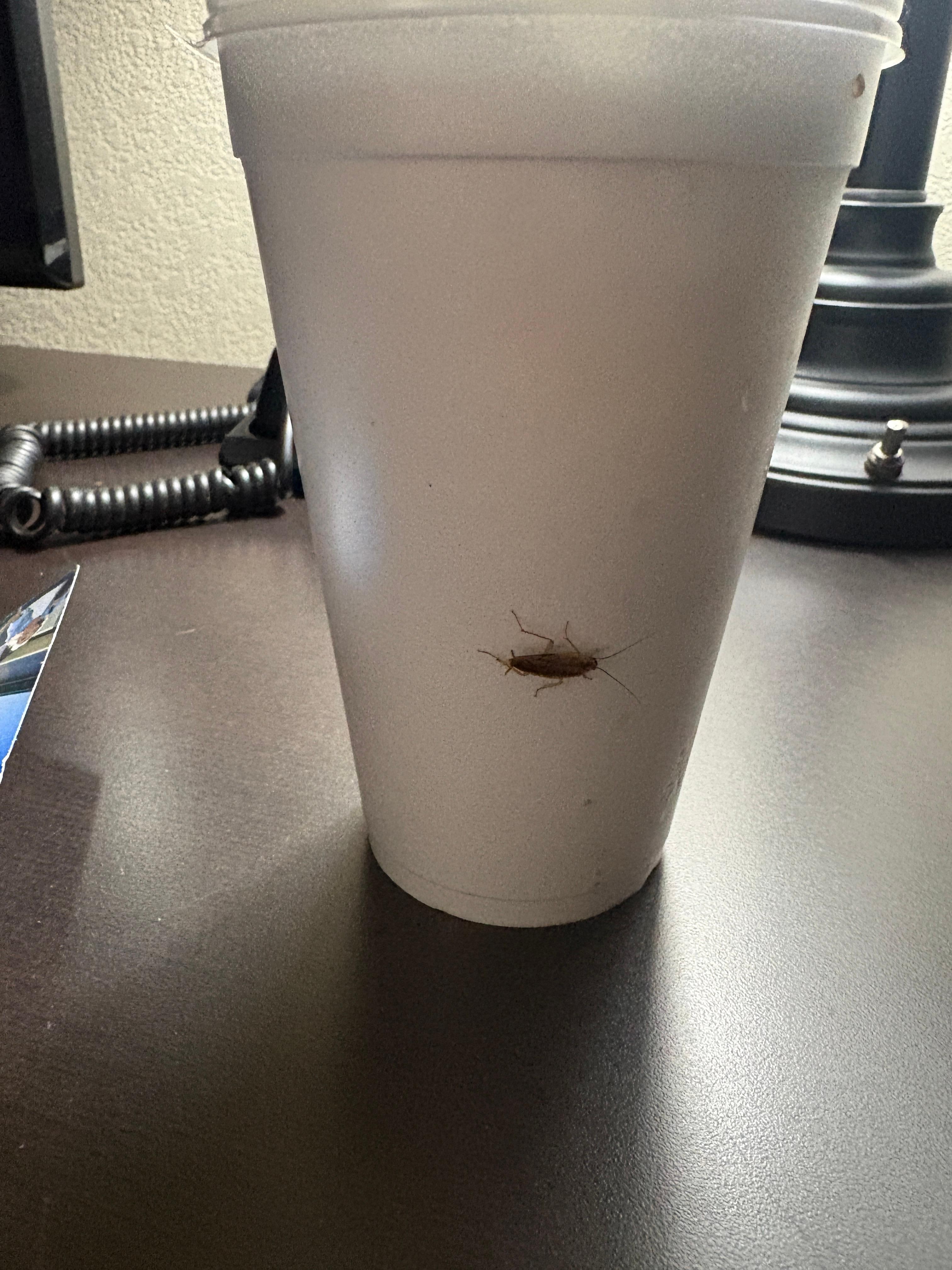Want in the room 5 minutes and this was crawling on my cup