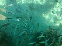 Snorkeling was amazing right on site