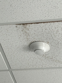 My son had watery eyes, sneezing and allergies after just a short time of being here. We left asap.