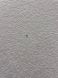Spider on the wall.