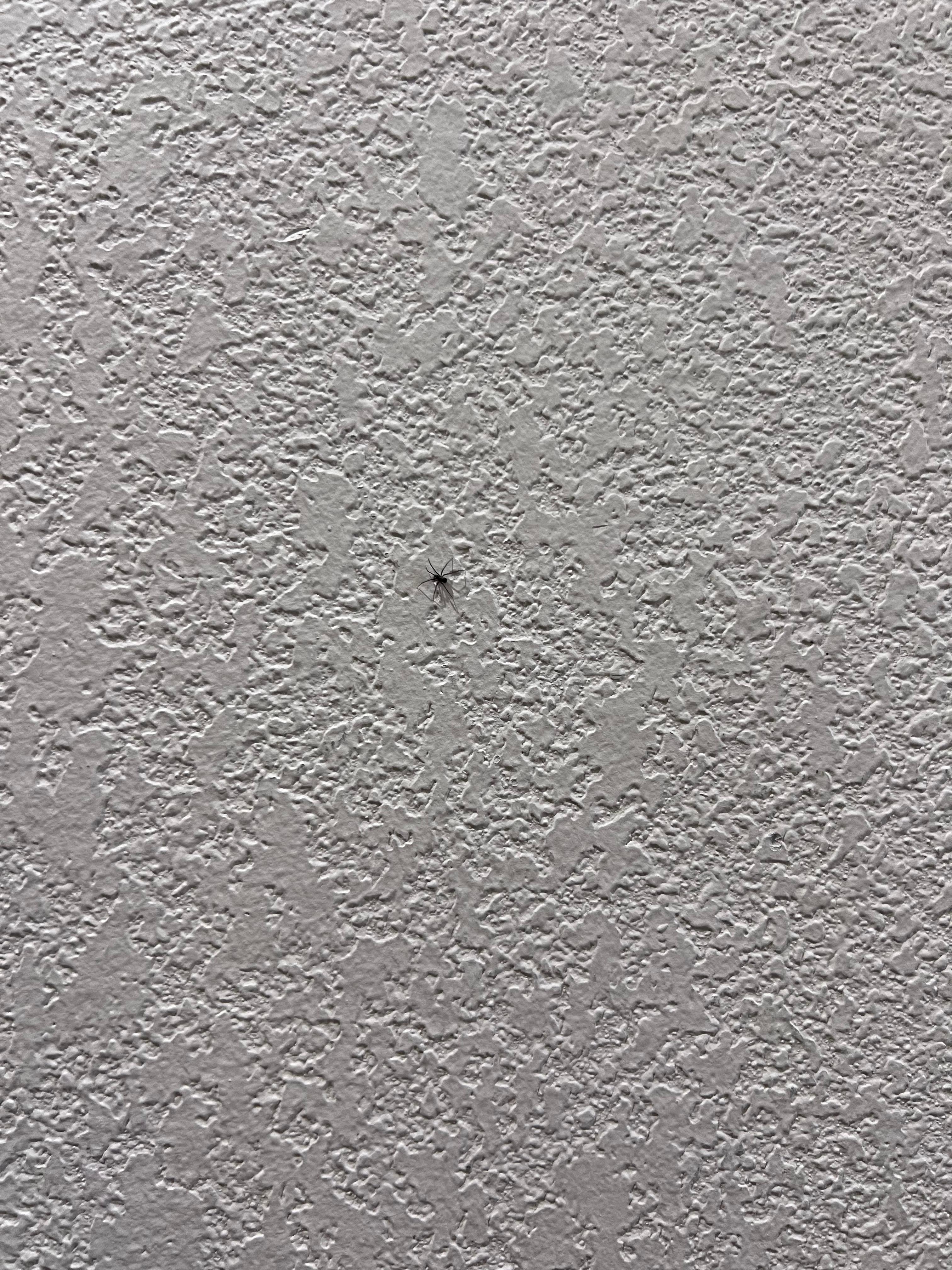 Spider on the wall.