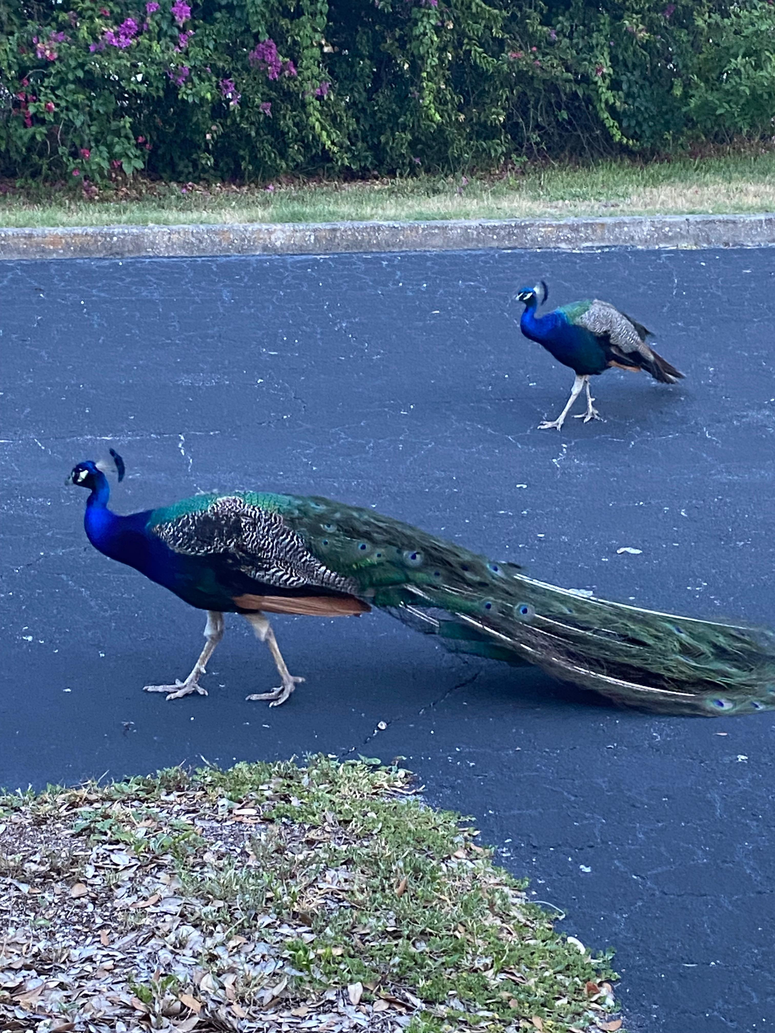 Nearby peacocks!